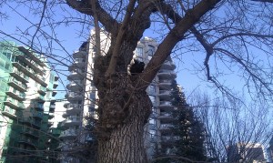 Black squirrel on the tree