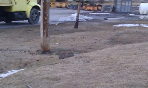 Easter bunnies on Good Friday in Canmore