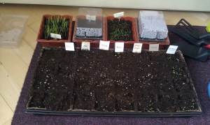 The first brave plants in our living room