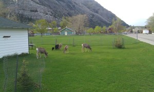 Deer grazing in the middle of the village