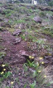 Red mountain, green leaves and yellow wildflowers