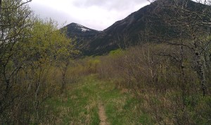 Path through 'angry' trees