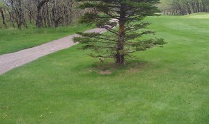 Ground squirrel looking around under the tree.